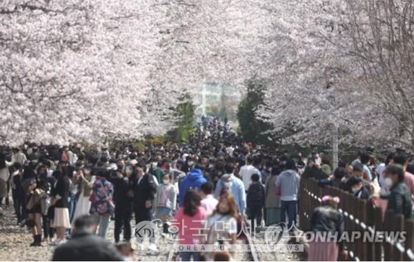 지난 4월 3일 경남 창원시 진해구 경화역 공원 벚꽃길을 찾은 인파(사진=연합뉴스)
