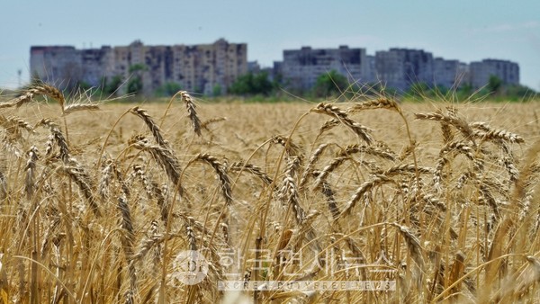 우크라이나 밀밭 풍경
