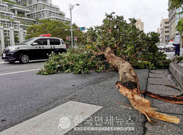 제11호 태풍 힌남노로 강한 바람이 불면서 4일 오후 일본 오키나와현 나하시 중심부에서 가로수가 부러져 넘어져 있다.
