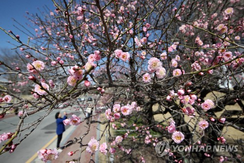 지난 15일 오후 광주 북구 용봉동 전남대 교정에서 대명매로 불리는 홍매가 꽃을 피워 지나는 학생들의 눈길을 사로잡고 있다. 연합뉴스